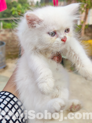 Traditional Persian Cat